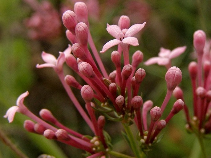 Asperula hirsuta