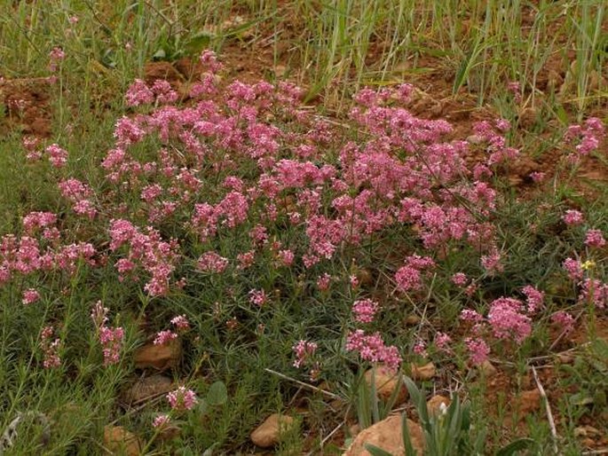 Asperula hirsuta