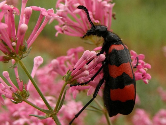 Asperula hirsuta