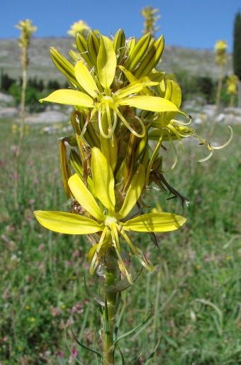 Asphodeline lutea