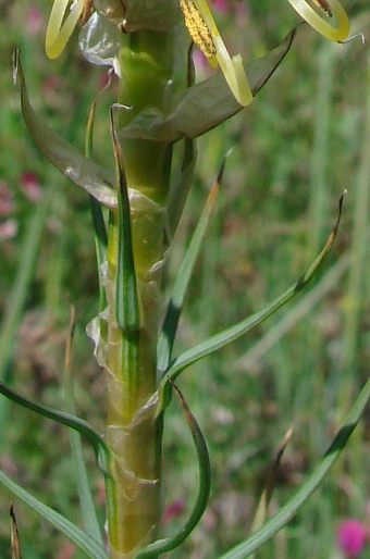 Asphodeline lutea