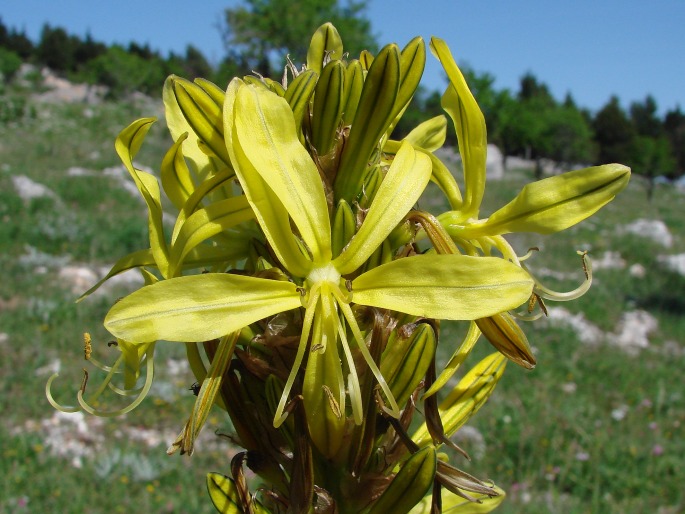 ASPHODELINE LUTEA (L.) Rchb.