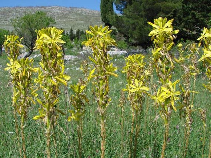 Asphodeline lutea