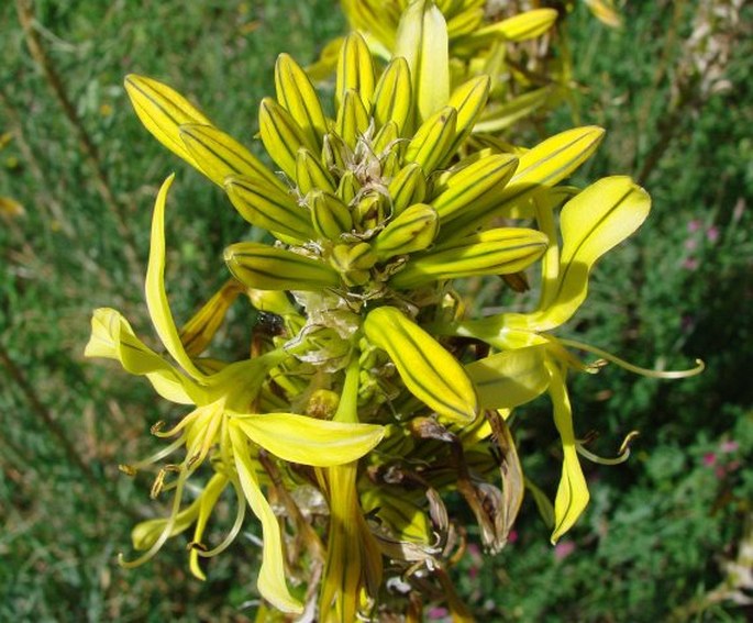 Asphodeline lutea