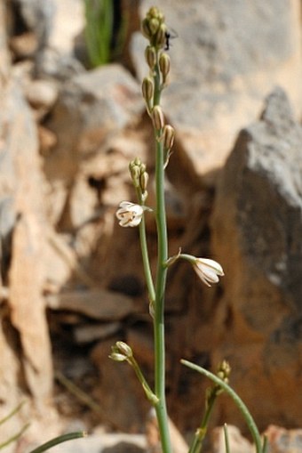 Asphodelus tenuifolius