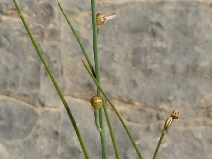 Asphodelus tenuifolius