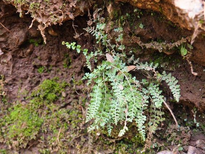 Asplenium fontanum