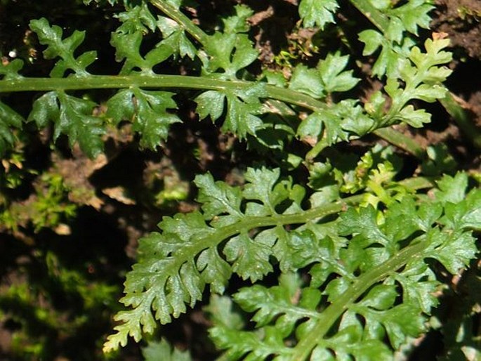 Asplenium fontanum