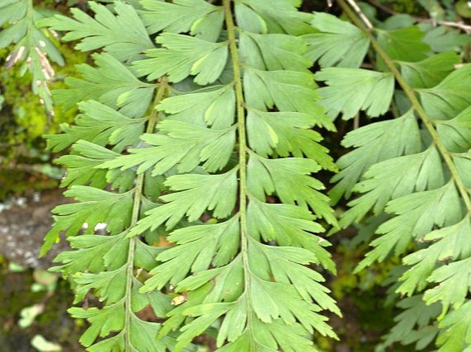 Asplenium aethiopicum subsp. braithwaitii