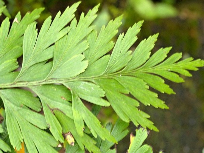 Asplenium aethiopicum subsp. braithwaitii