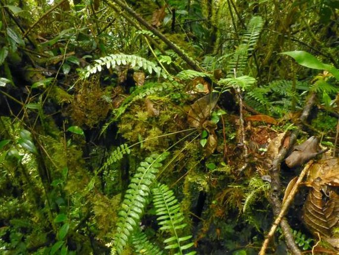 Asplenium tenerum