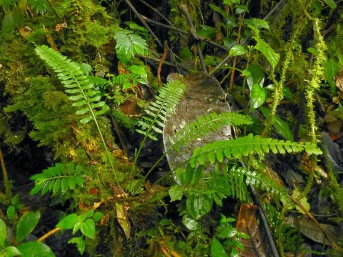 Asplenium tenerum