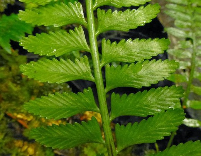 Asplenium tenerum