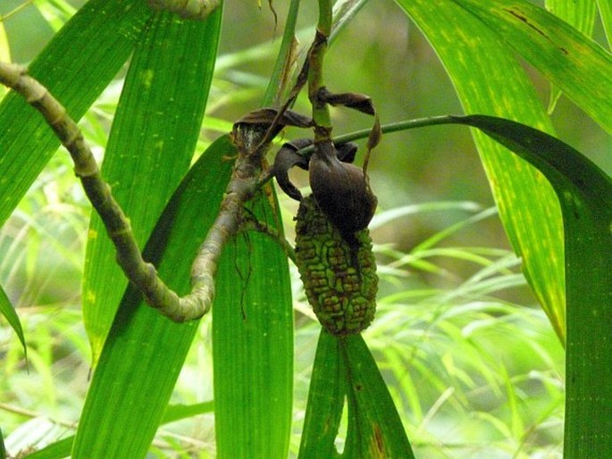 ASPLUNDIA MICROPHYLLA (Oerst.) Harling