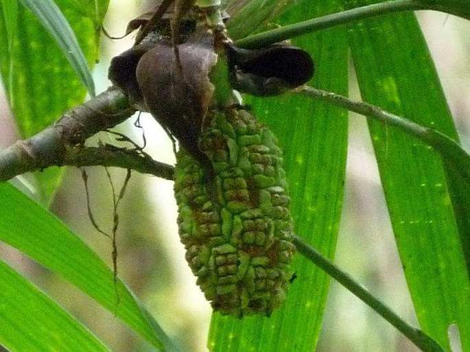 Asplundia microphylla