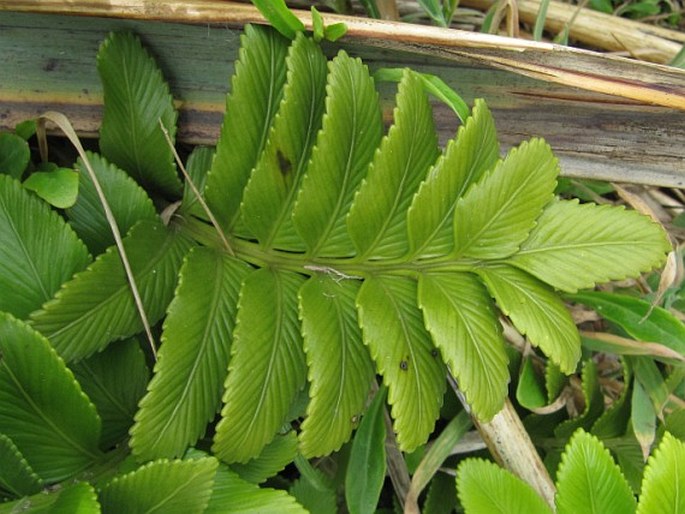 Asplenium obtusatum