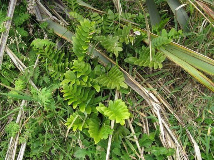 Asplenium obtusatum