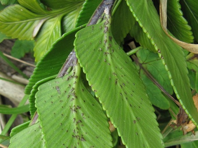 Asplenium obtusatum