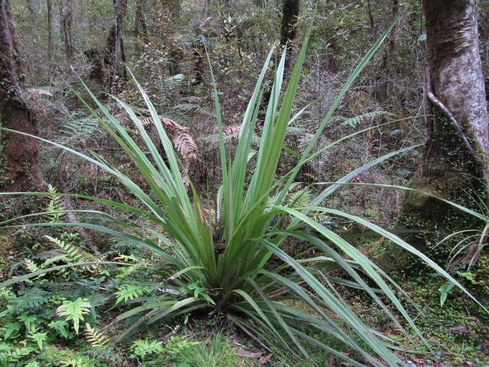 Astelia nervosa