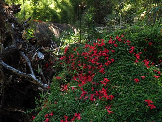 Asteranthera ovata