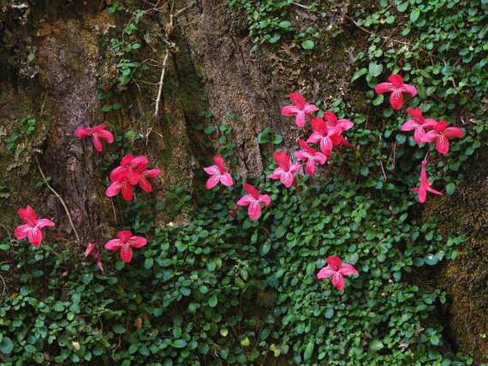 Asteranthera ovata