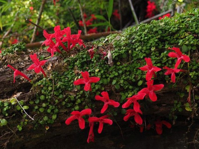 Asteranthera ovata