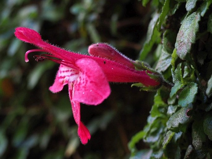 Asteranthera ovata