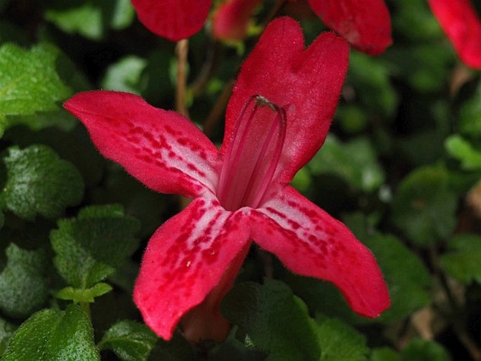 Asteranthera ovata