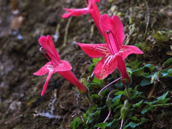 Asteranthera ovata