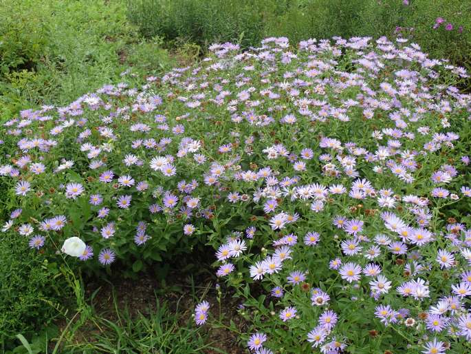 Aster × frikartii