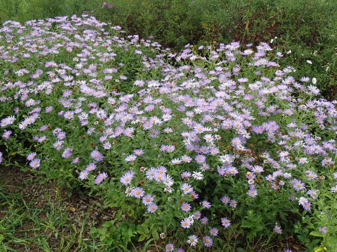 Aster × frikartii