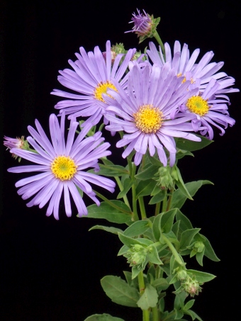 Aster × frikartii