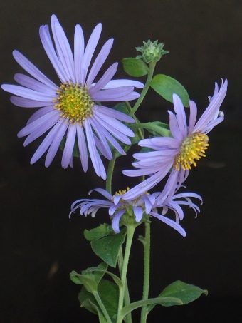 Aster × frikartii