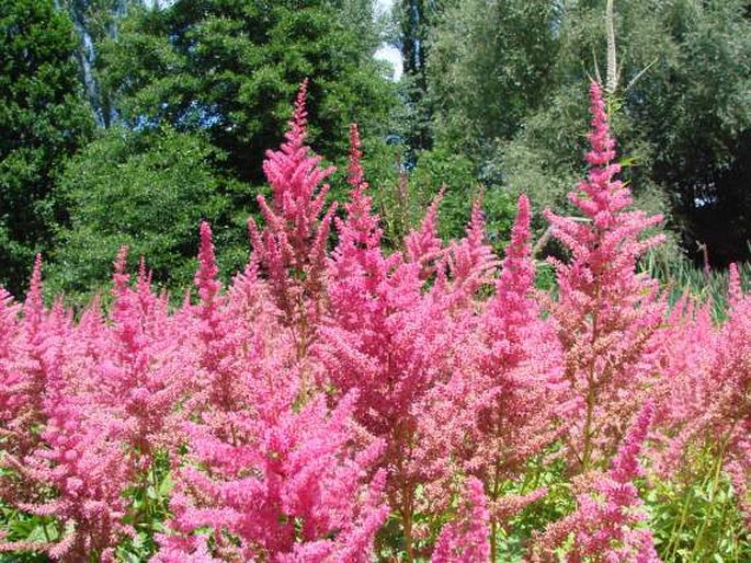 ASTILBE Arendsii Group – čechrava skupina Arendsii / astilba Arendsova