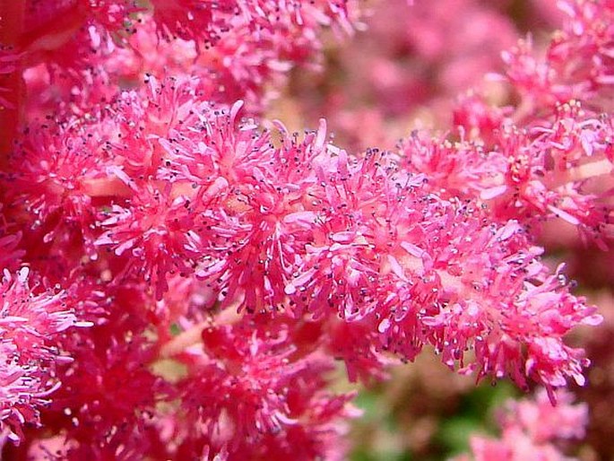 Astilbe Arendsii Group