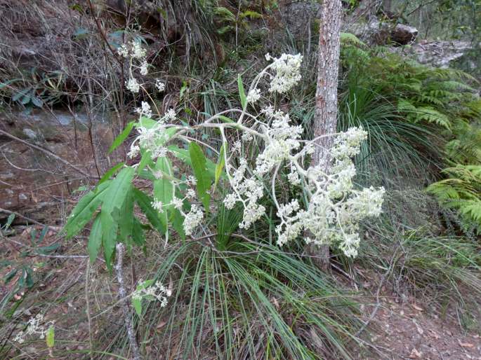 Astrotricha floccosa