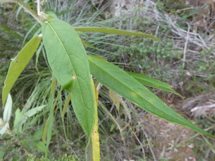 Astrotricha floccosa