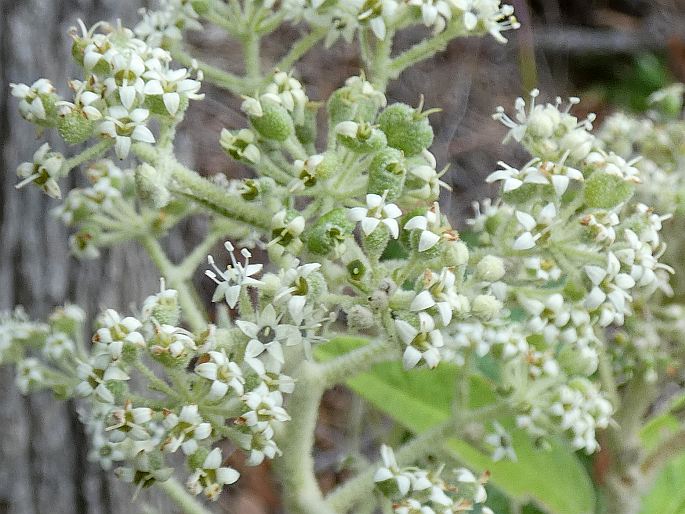 Astrotricha floccosa