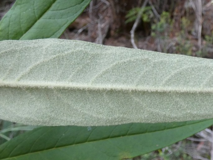 Astrotricha floccosa