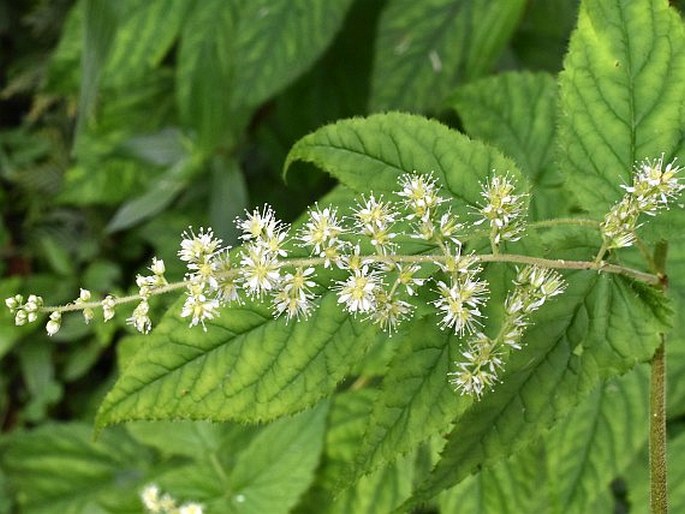 Astilbe philippinensis