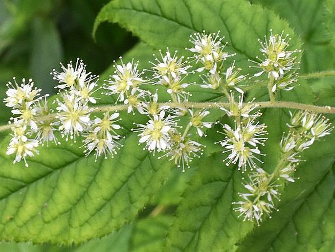 ASTILBE PHILIPPINENSIS L. Henry – čechrava / astilba