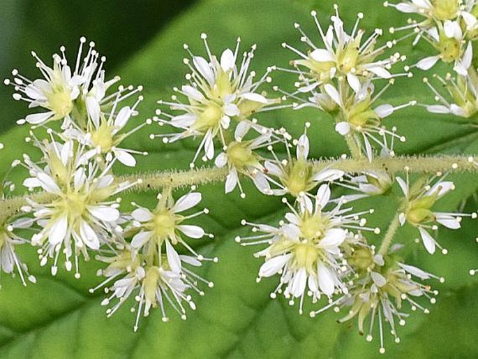 Astilbe philippinensis