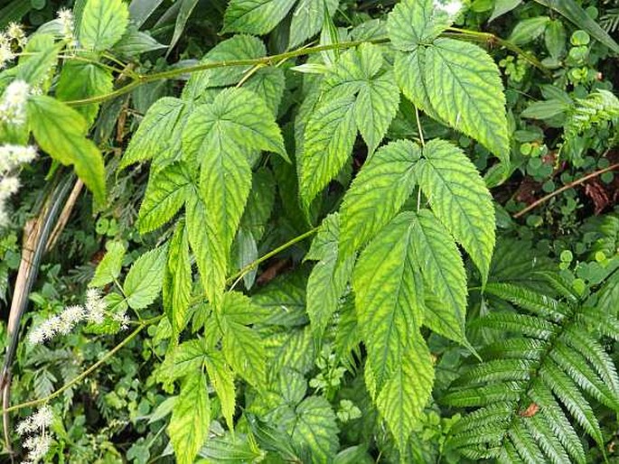 Astilbe philippinensis