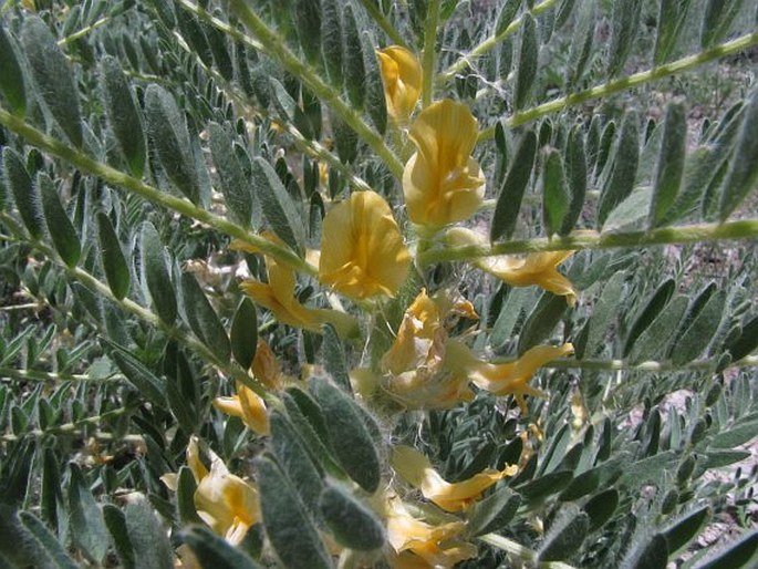 Astragalus christianus