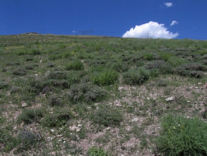 Astragalus christianus