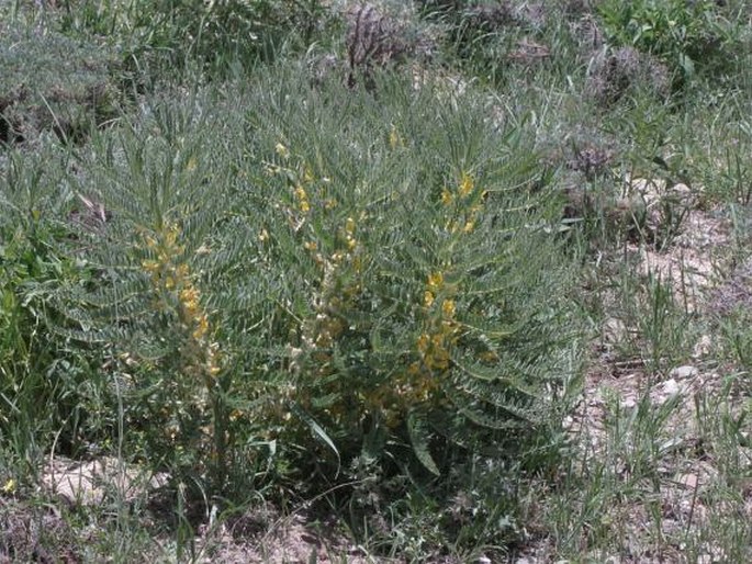 Astragalus christianus