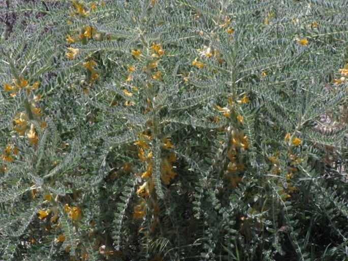 Astragalus christianus