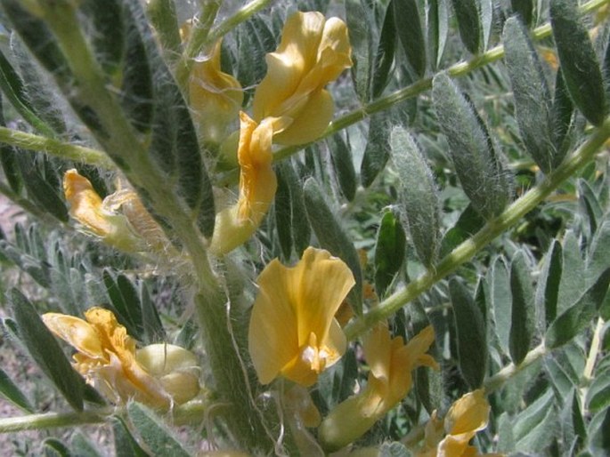 Astragalus christianus