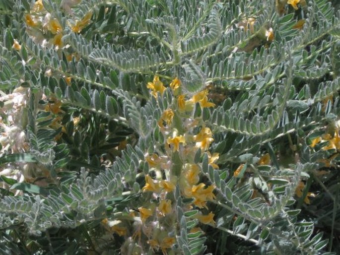 ASTRAGALUS CHRISTIANUS L.