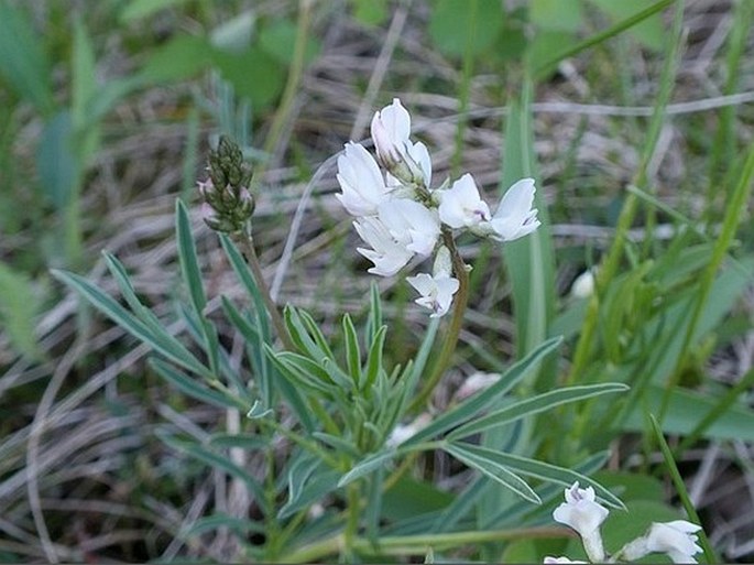 Astragalus australis